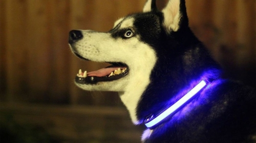 LED Light Up Dog Collar – Image 2